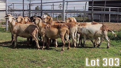 LOT 303 13X MEATMASTER COMMERCIAL EWE COLLETT FARMING CC