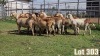 LOT 303 13X MEATMASTER COMMERCIAL EWE COLLETT FARMING CC - 3