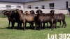 LOT 302 12X MEATMASTER COMMERCIAL EWE COLLETT FARMING CC - 2