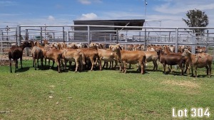 LOT 304 20X MEATMASTER COMMERCIAL EWE COLLETT FARMING CC