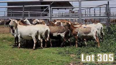 LOT 305 13X MEATMASTER COMMERCIAL EWE COLLETT FARMING CC