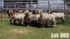 LOT 305 13X MEATMASTER COMMERCIAL EWE COLLETT FARMING CC - 3