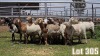 LOT 305 13X MEATMASTER COMMERCIAL EWE COLLETT FARMING CC - 4