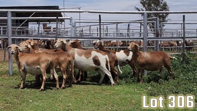 LOT 306 10X MEATMASTER COMMERCIAL EWE COLLETT FARMING CC