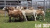 LOT 307 12X MEATMASTER COMMERCIAL EWE COLLETT FARMING CC