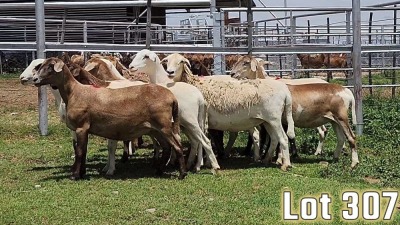 LOT 307 12X MEATMASTER COMMERCIAL EWE COLLETT FARMING CC