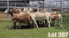 LOT 307 12X MEATMASTER COMMERCIAL EWE COLLETT FARMING CC - 2