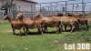 LOT 308 10X MEATMASTER COMMERCIAL EWE COLLETT FARMING CC - 5