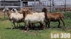 LOT 309 6X MEATMASTER COMMERCIAL EWE COLLETT FARMING CC