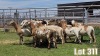 LOT 311 15X MEATMASTER COMMERCIAL EWE COLLETT FARMING CC