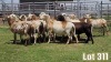 LOT 311 15X MEATMASTER COMMERCIAL EWE COLLETT FARMING CC - 2