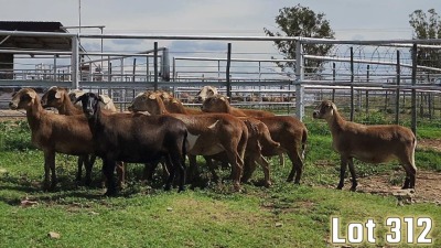 LOT 312 12X MEATMASTER COMMERCIAL EWE COLLETT FARMING CC