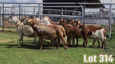 LOT 314 10X MEATMASTER COMMERCIAL EWE COLLETT FARMING CC