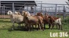 LOT 314 10X MEATMASTER COMMERCIAL EWE COLLETT FARMING CC - 2