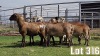 LOT 316 8X MEATMASTER COMMERCIAL EWE COLLETT FARMING CC - 2