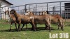 LOT 316 8X MEATMASTER COMMERCIAL EWE COLLETT FARMING CC - 3