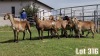 LOT 316 8X MEATMASTER COMMERCIAL EWE COLLETT FARMING CC - 4