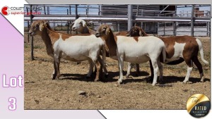 LOT 3D 1X MEATMASTER EWE COLLETT FARMING CC