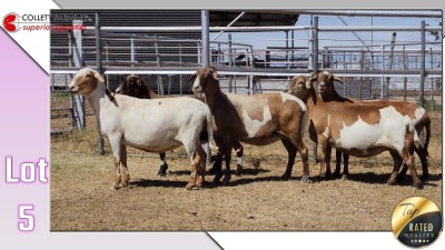 LOT 5C 1X MEATMASTER EWE COLLETT FARMING CC