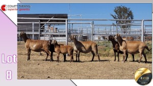 LOT 8C 1X MEATMASTER EWE COLLETT FARMING CC