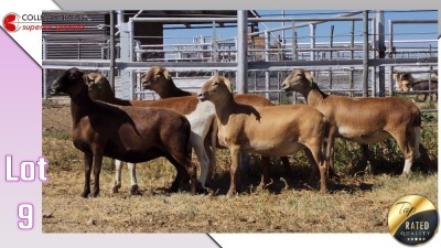 LOT 9E 1X MEATMASTER EWE COLLETT FARMING CC