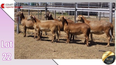 LOT 22C 1X MEATMASTER EWE COLLETT FARMING CC