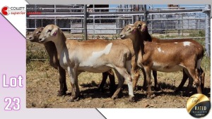 LOT 23E 1X MEATMASTER EWE COLLETT FARMING CC