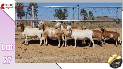 LOT 27C 1X MEATMASTER EWE COLLETT FARMING CC