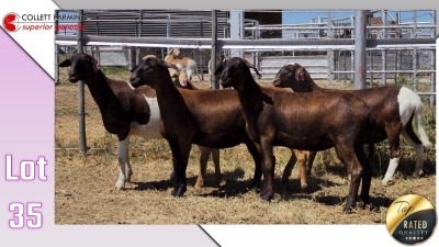 LOT 35E 1X MEATMASTER EWE COLLETT FARMING CC