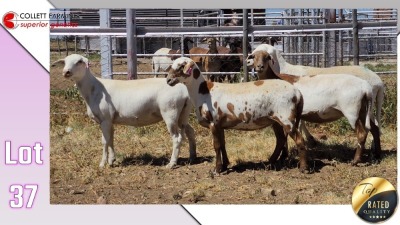 LOT 37B 1X MEATMASTER EWE COLLETT FARMING CC