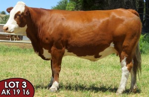 1X SIMMENTALER Katrein FEMALE TOVERBERG