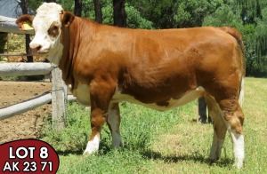 1X SIMMENTALER AK2371(ET) FEMALE TOVERBERG