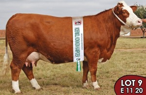 1X SIMMENTALER Erico E1120 FEMALE TOVERBERG