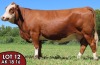 1X SIMMENTALER Rosa FEMALE TOVERBERG - 2