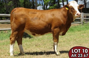 1X SIMMENTALER AK2367 (ET) FEMALE TOVERBERG