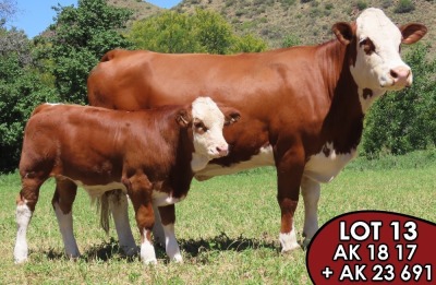 1X SIMMENTALER Zinka (AI) FEMALE TOVERBERG