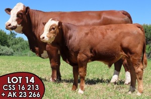 1X SIMMENTALER Stansim Jansie FEMALE TOVERBERG