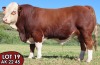 1X SIMMENTALER Expert (AI) MALE TOVERBERG