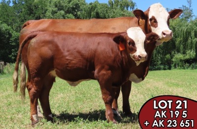 1X SIMMENTALER Lenie (AI) FEMALE TOVERBERG