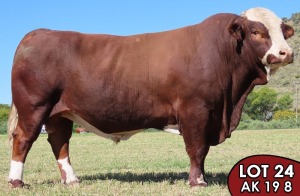 1X SIMMENTALER Bamba (AI) MALE TOVERBERG