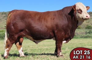 1X SIMMENTALER Zorro MALE TOVERBERG