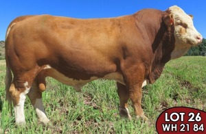 1X SIMMENTALER Hughes WH2184 MALE TOVERBERG