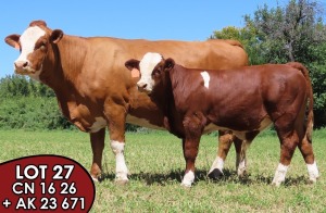 1X SIMMENTALER Norval MS Kirsten 10 (AI) FEMALE TOVERBERG