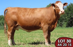 1X SIMMENTALER Siska FEMALE TOVERBERG