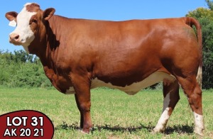 1X SIMMENTALER Eschel (AI) FEMALE TOVERBERG