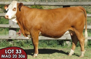 1X SIMMENTALER Gulland Elsie FEMALE TOVERBERG