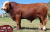 1X SIMMENTALER Riaan (AI) MALE TOVERBERG