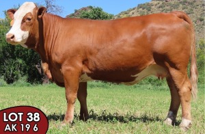 1X SIMMENTALER Santie (AI) FEMALE TOVERBERG