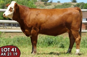 1X SIMMENTALER Zani (AI) (ET) FEMALE TOVERBERG