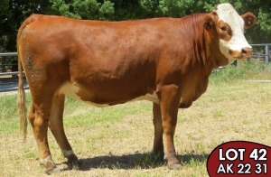 1X SIMMENTALER Greta FEMALE TOVERBERG